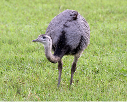 El cinismo del avestruz